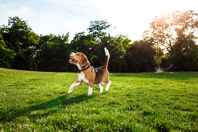 Beagle hund leger udenfor