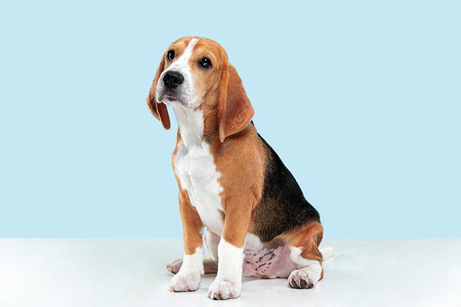 Beaglehund med blå baggrund