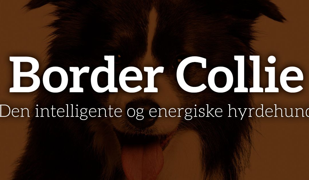 Border Collie: Den intelligente og energiske hyrdehund