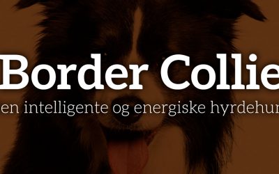 Border Collie: Den intelligente og energiske hyrdehund