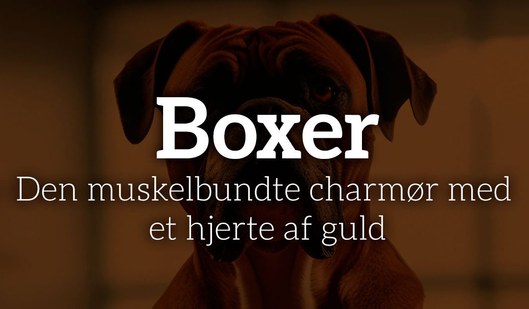 Boxer: Den muskelbundte charmør med et hjerte af guld