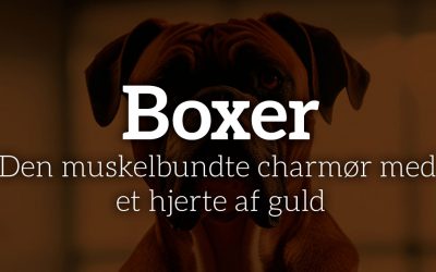 Boxer: Den muskelbundte charmør med et hjerte af guld