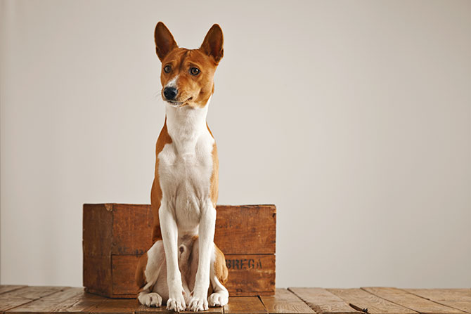 Brun/hvid Basenji hund sidder ned