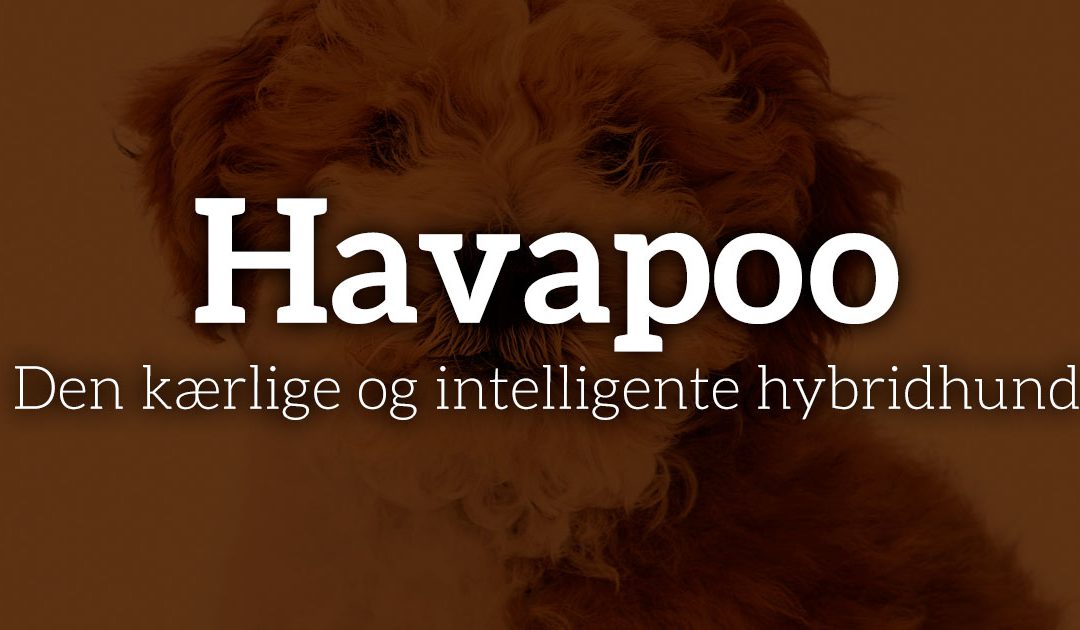 Havapoo: Den kærlige og intelligente hybridhund