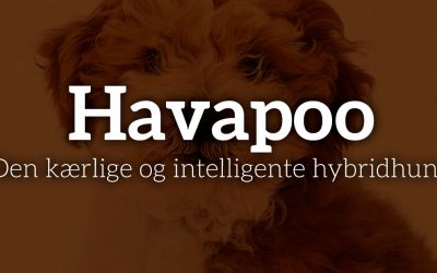 Havapoo: Den kærlige og intelligente hybridhund