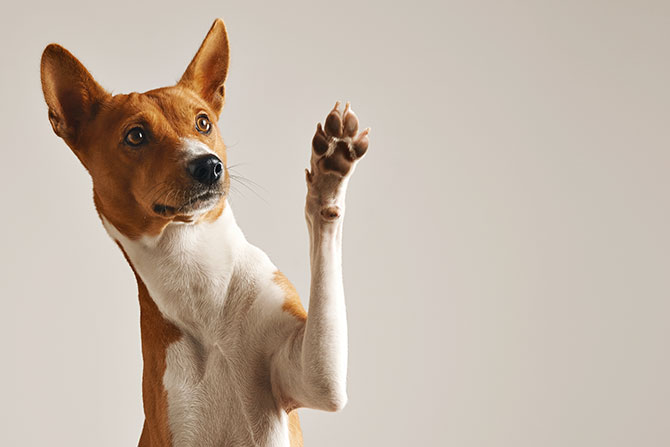 Sød Basenji hund smiler og giver high five