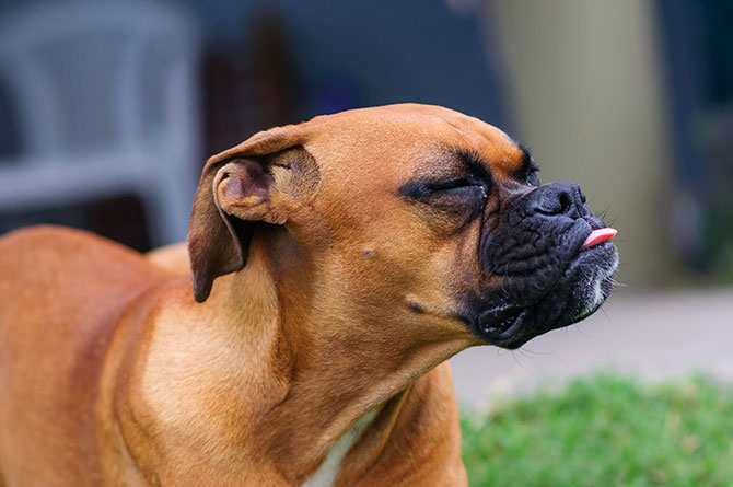 Sød boxer hund der rækker tunge