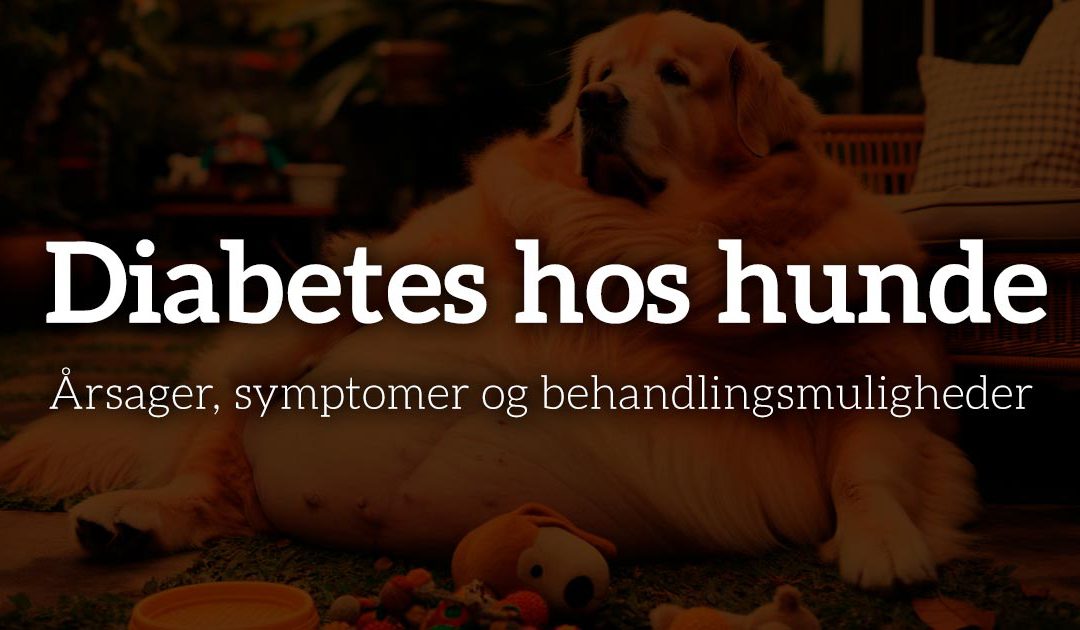 Diabetes hos hunde: Årsager, symptomer og behandlingsmuligheder