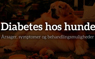 Diabetes hos hunde: Årsager, symptomer og behandlingsmuligheder