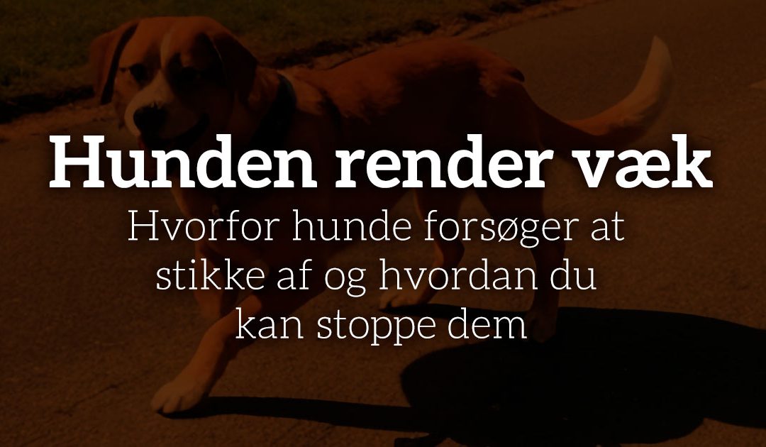 Hunden render væk: Hvorfor hunde forsøger at stikke af og hvordan du kan stoppe dem