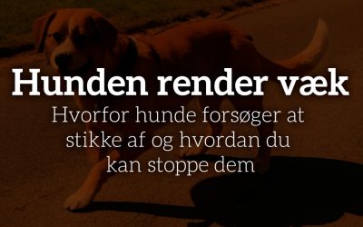 Hunden render væk: Hvorfor hunde forsøger at stikke af og hvordan du kan stoppe dem