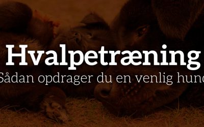 Hvalpetræning: Sådan opdrager du en venlig hund