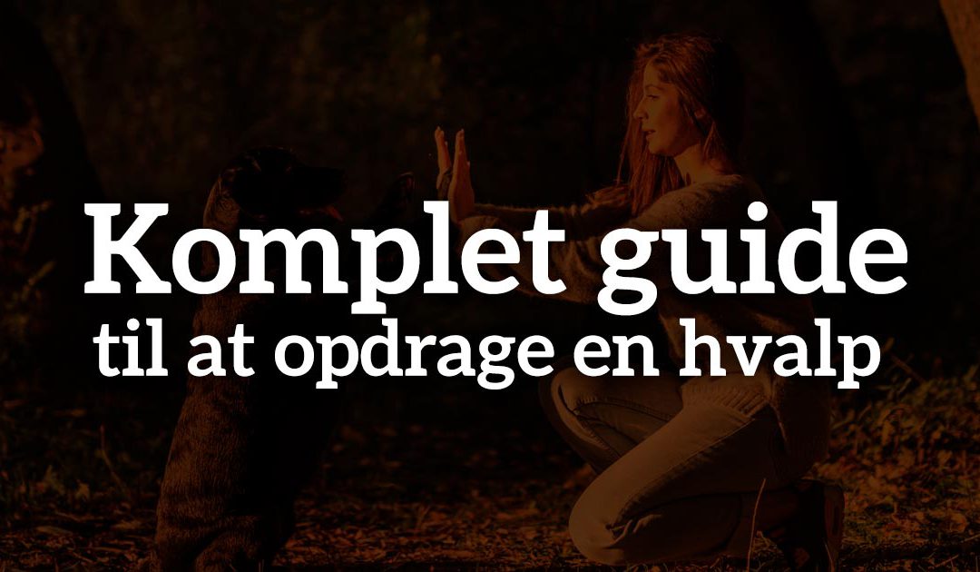 Komplet guide til at opdrage en hvalp
