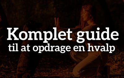 Komplet guide til at opdrage en hvalp