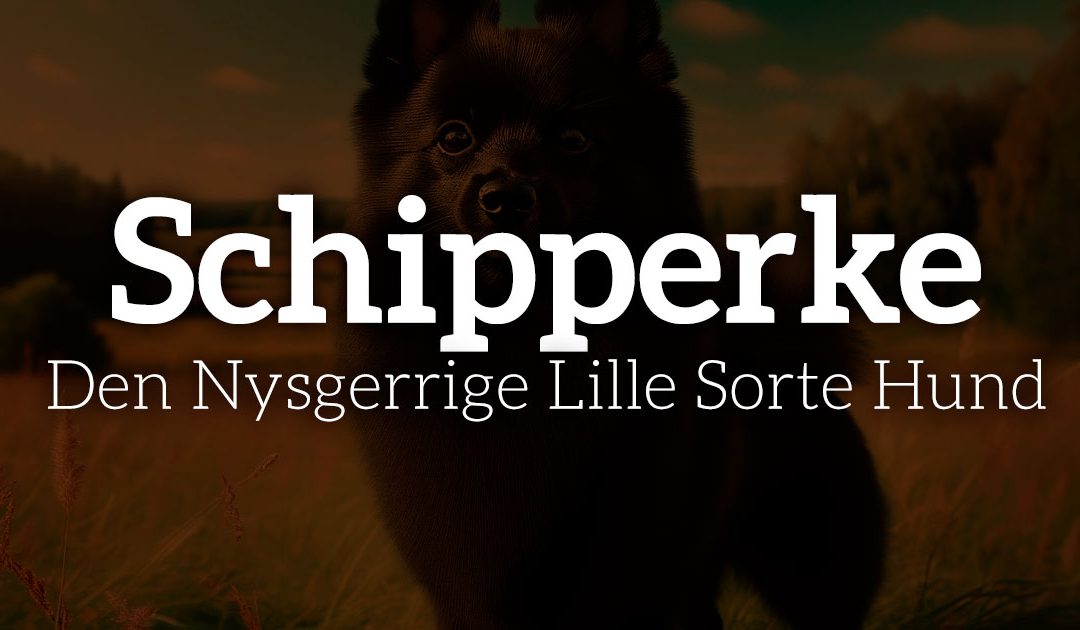 Schipperke: Den nysgerrige lille sorte hund