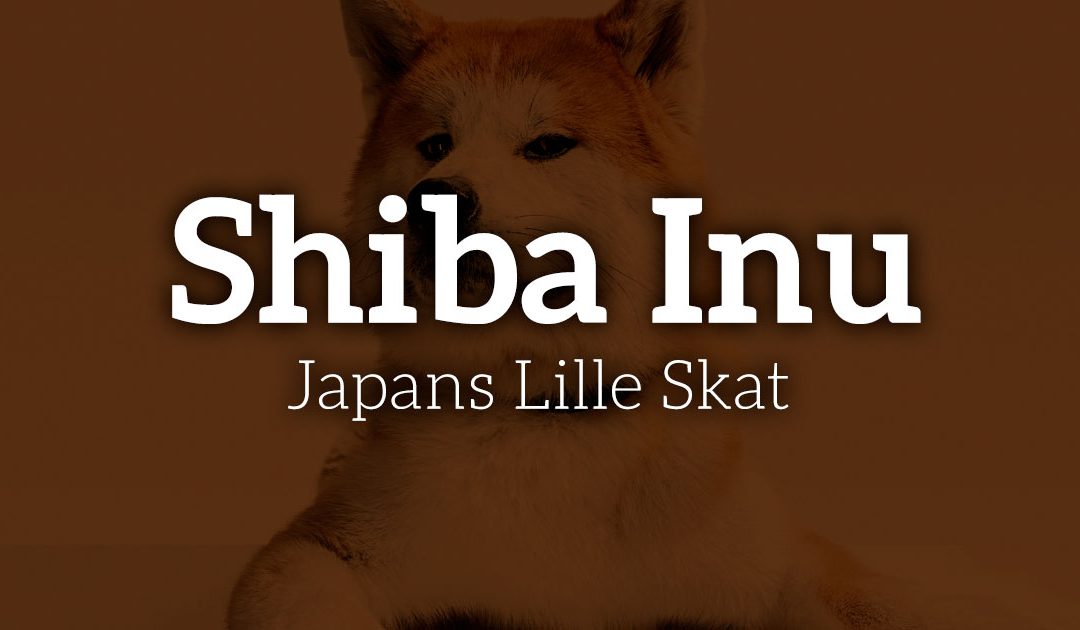 Shiba Inu: Japans Lille Skat