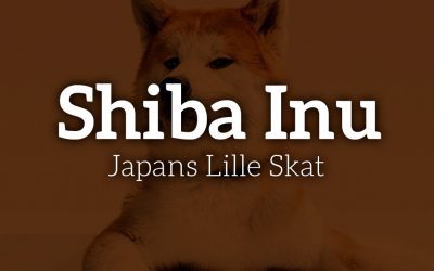 Shiba Inu: Japans Lille Skat
