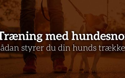 Træning med hundesnor: Sådan styrer du din hunds trækken