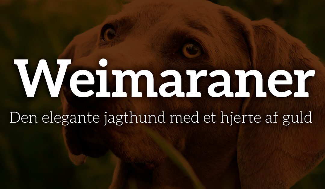 Weimaraner: Den elegante jagthund med et hjerte af guld