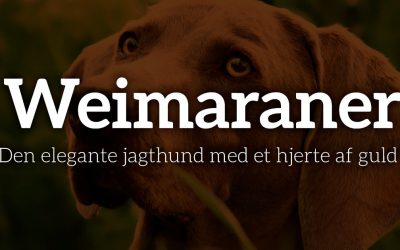 Weimaraner: Den elegante jagthund med et hjerte af guld