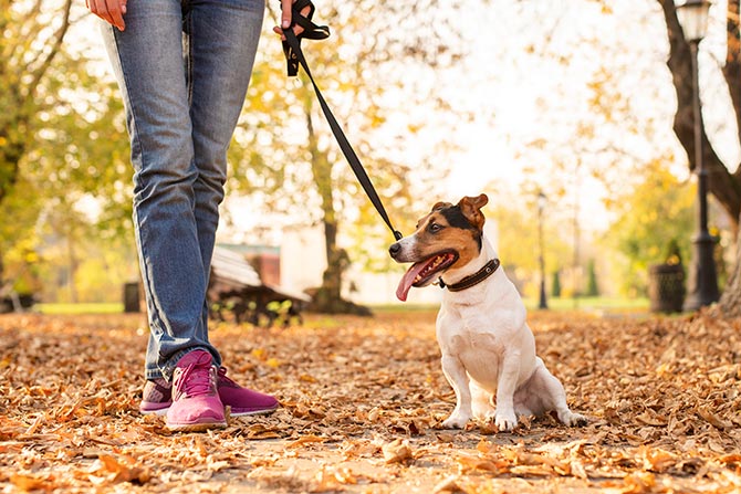 Hund der sidder ned med hundesnor på