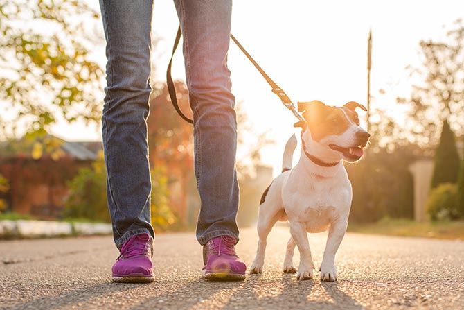 Hund i hundesnor står pænt på vejen