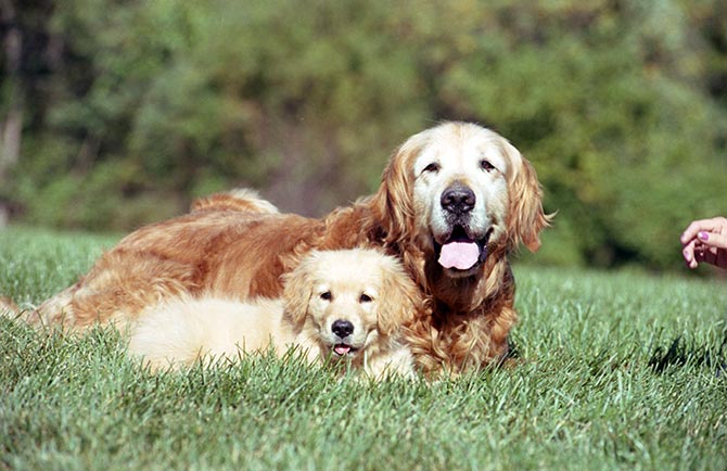 Hundehvalp og mor udenfor på græsset