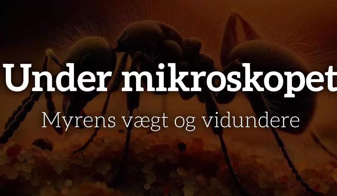 Hvad vejer en myre? Myrens vægt og vidundere