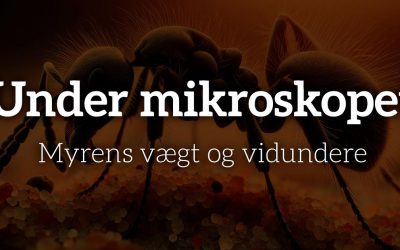 Hvad vejer en myre? Myrens vægt og vidundere