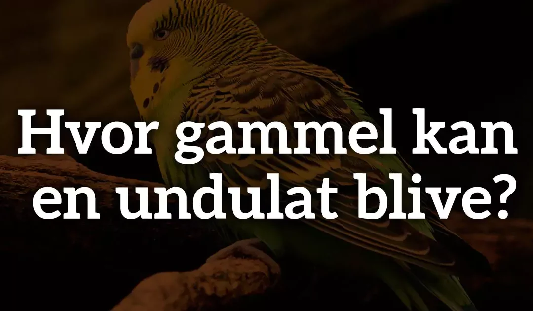 Hvor gammel kan en undulat blive?