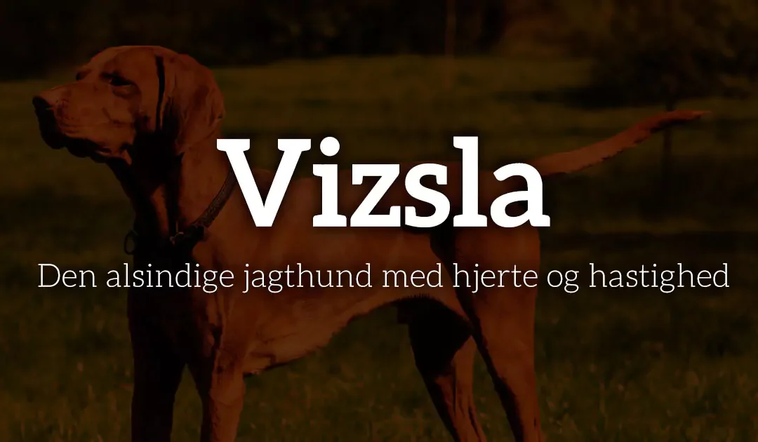 Vizsla: Den alsindige jagthund med hjerte og hastighed