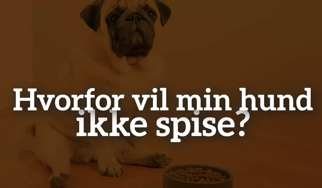 Hvorfor vil min hund ikke spise?