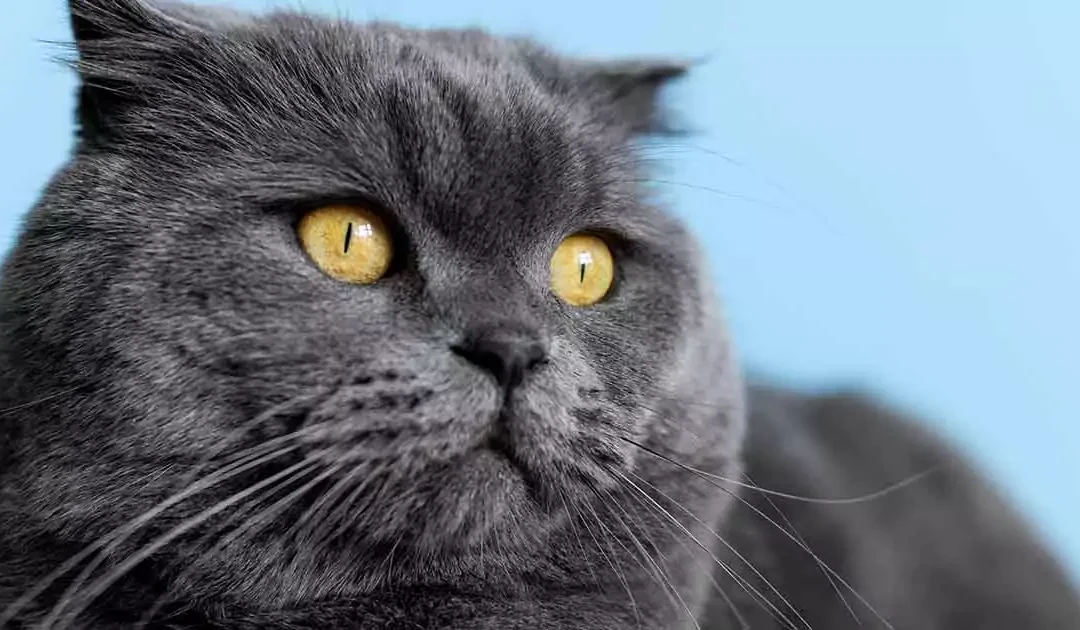 British Shorthair: En guide til racens charmerende natur og plejebehov