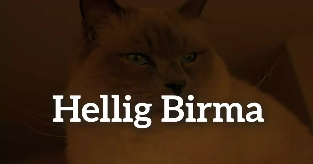 Hellig Birma