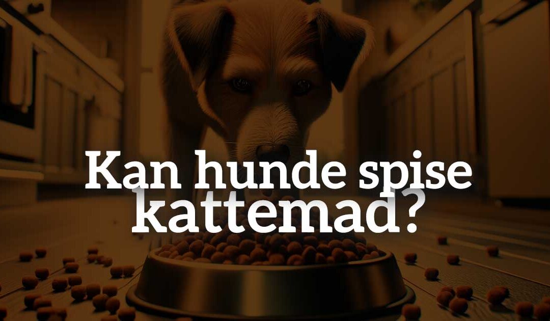 Kan hunde spise kattemad: En dybdegående undersøgelse