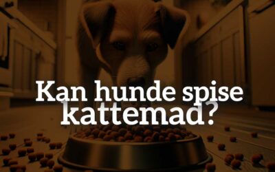 Kan hunde spise kattemad: En dybdegående undersøgelse