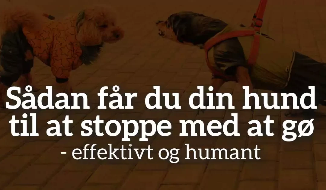 Sådan får du din hund til at stoppe med at gø – effektivt og humant