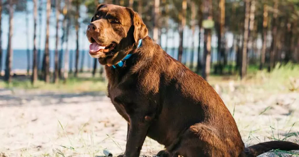 Hund er overvægtig