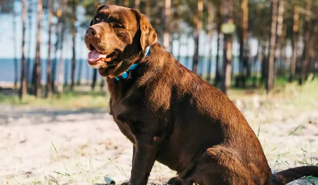 Sund hundevægt – Sådan ved du, om din hund er overvægtig