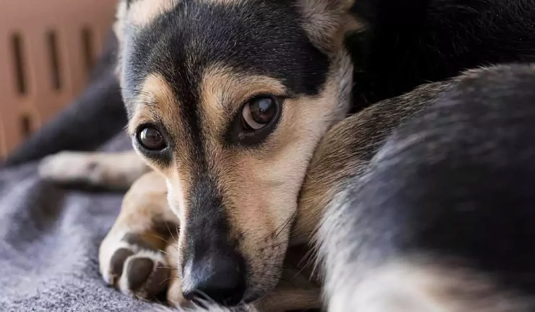 Beroligende til hunde: Dette virker bedst