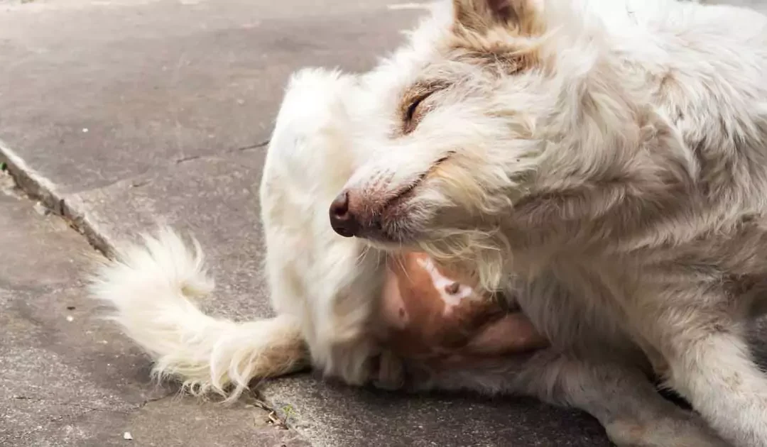 Er din hund plaget af kløe? Sådan hjælper du din firbenede ven med følsom hud