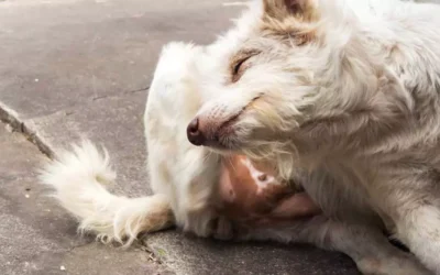 Er din hund plaget af kløe? Sådan hjælper du din firbenede ven med følsom hud