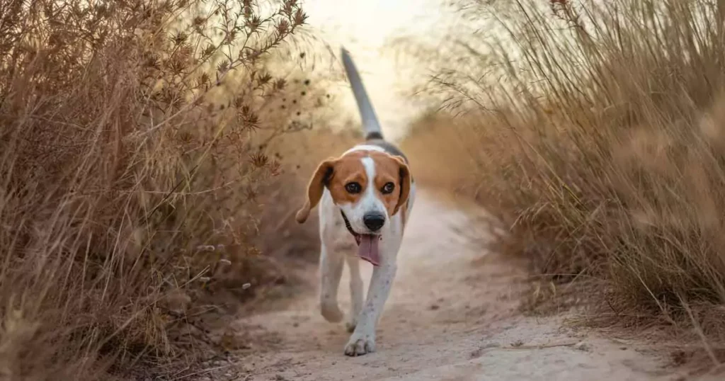 Hvor meget motion har en hund brug for