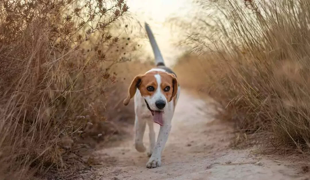 Hvor meget motion har en hund brug for?